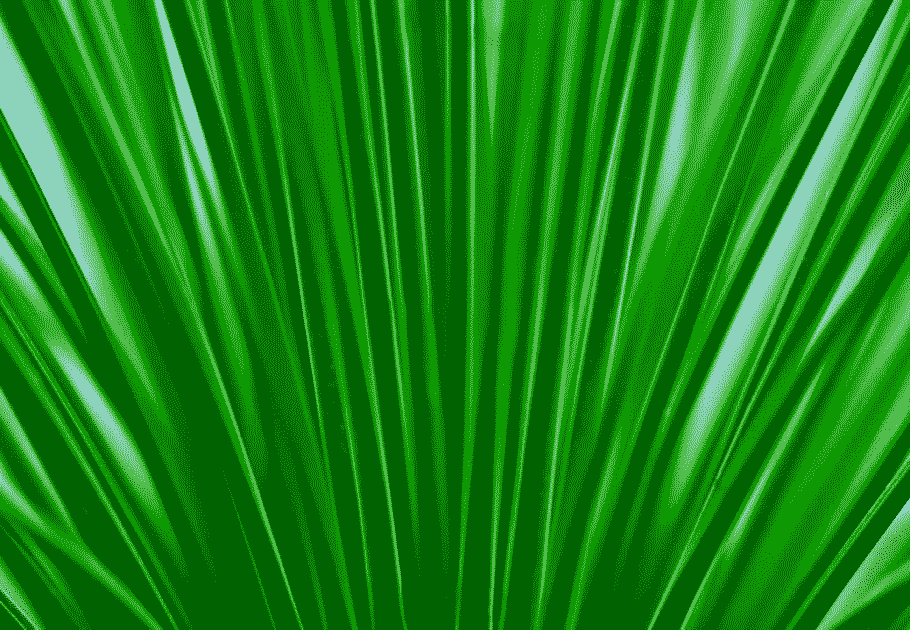 Palmenblatt als Hintergrund